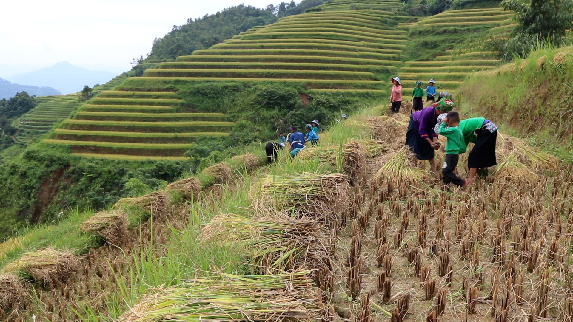 Tả Sử Choóng những ngày đầu thu hoạch lúa Vụ mùa.