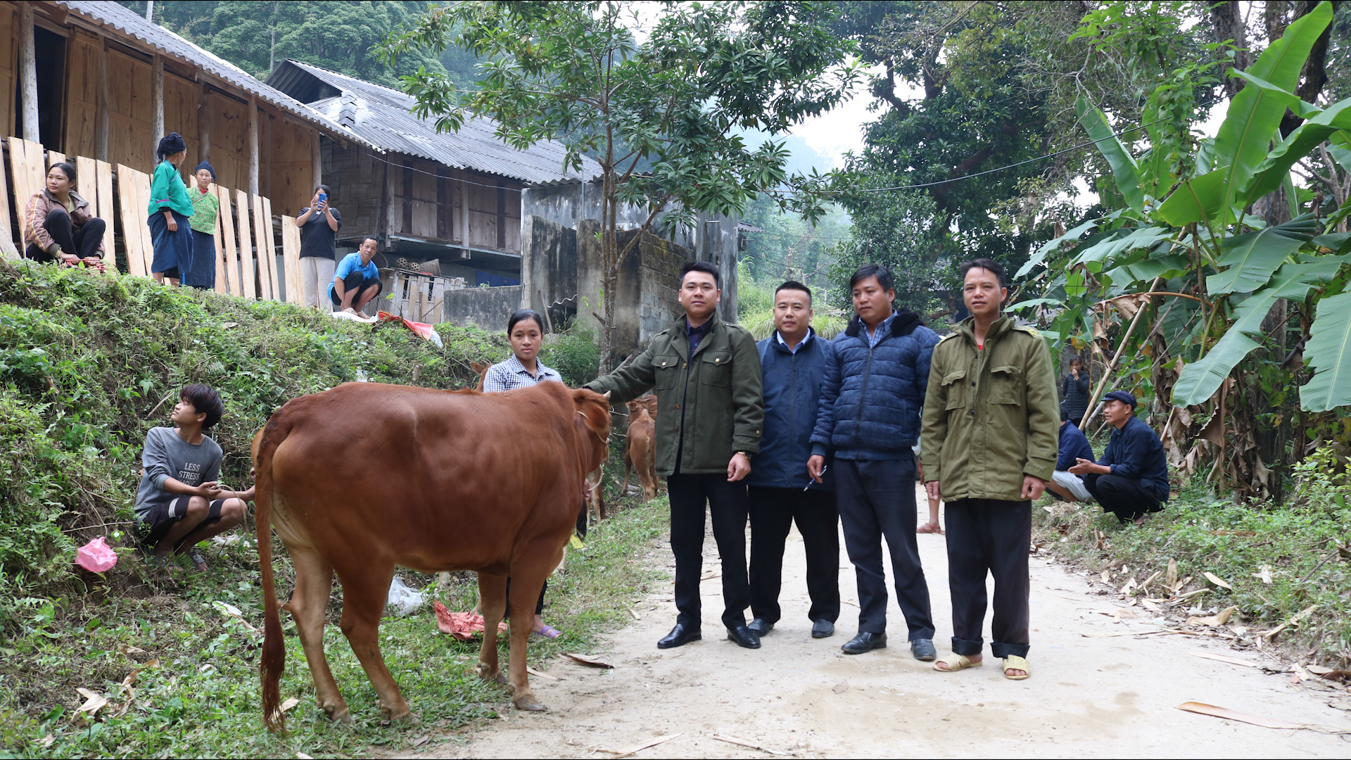 Thị trấn Vinh Quang trao 36 con bò giống sinh sản cho hộ nghèo