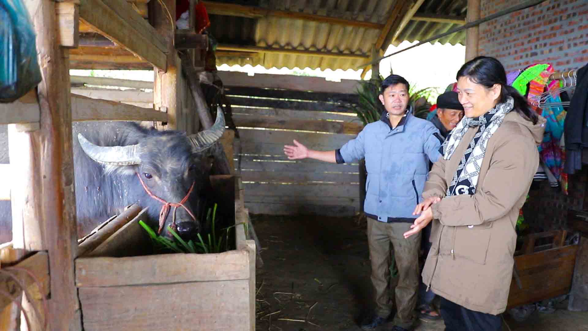 Hoàng Su Phì chủ động phòng chống đói rét cho trâu bò trong mùa đông