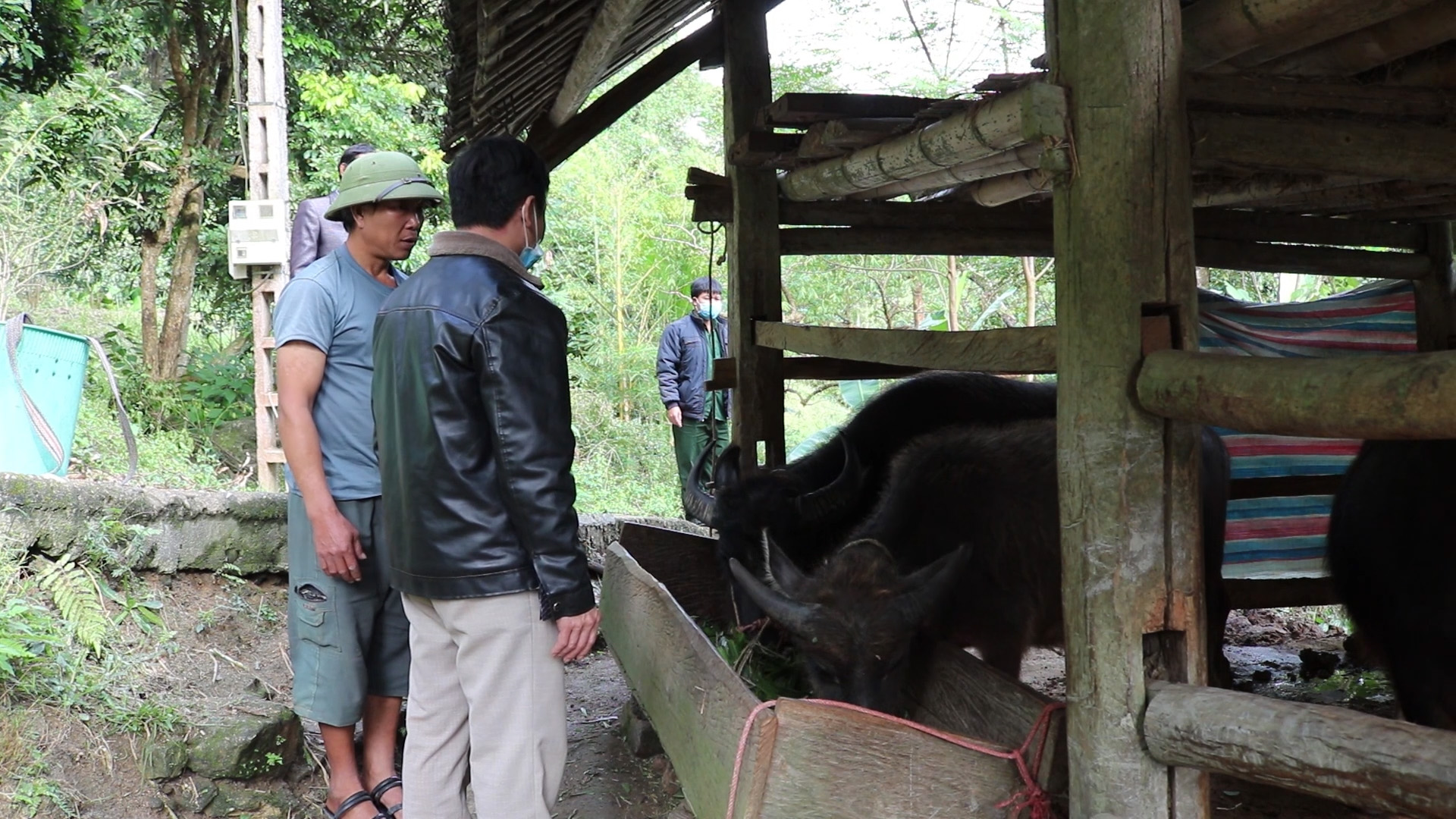 Xã Tụ Nhân, huyện Hoàng Su Phì làm tốt công tác phòng chống đói, rét cho đàn vật nuôi