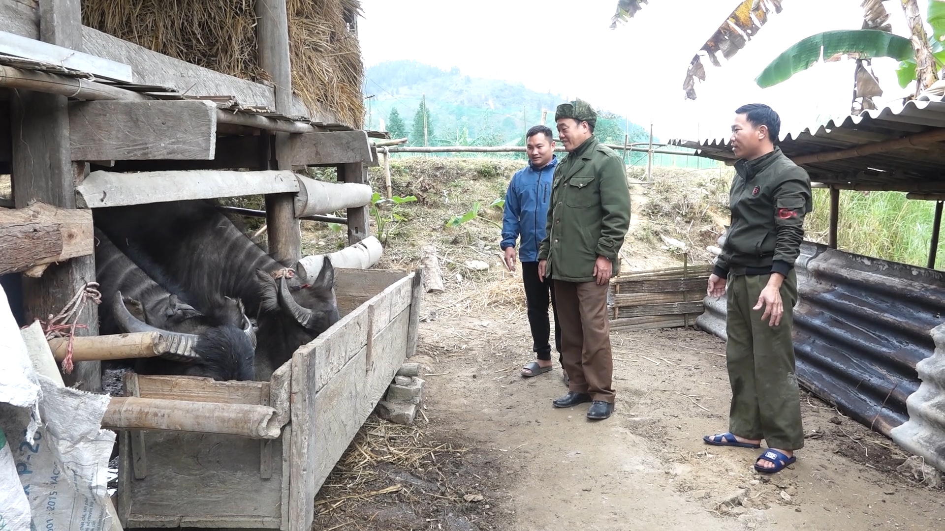 Xã Nam Sơn chủ động phòng chống rét cho đàn vật nuôi