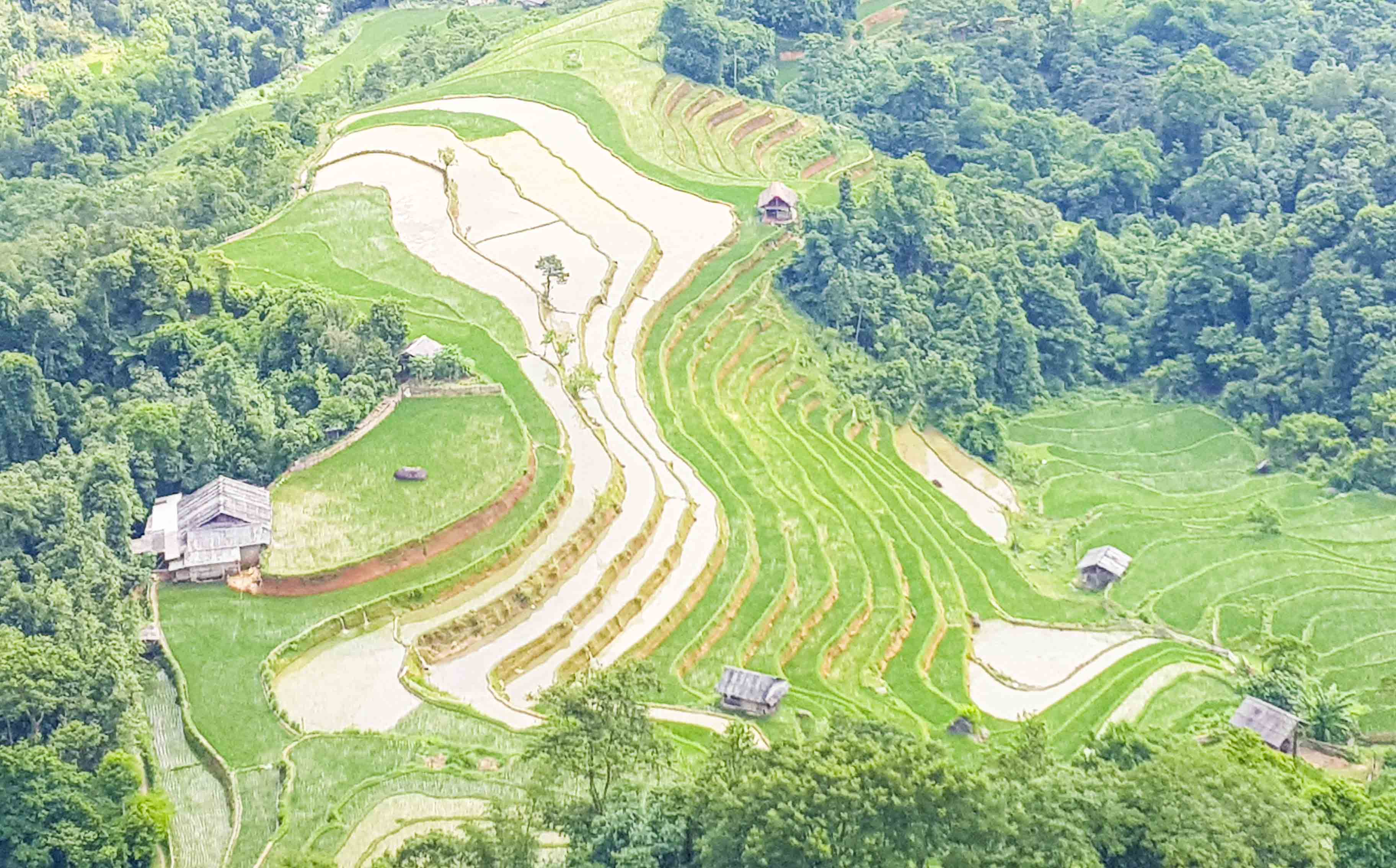 Hoàn thành trồng lúa hình ảnh bản đổ Việt Nam tại xã Nậm Ty