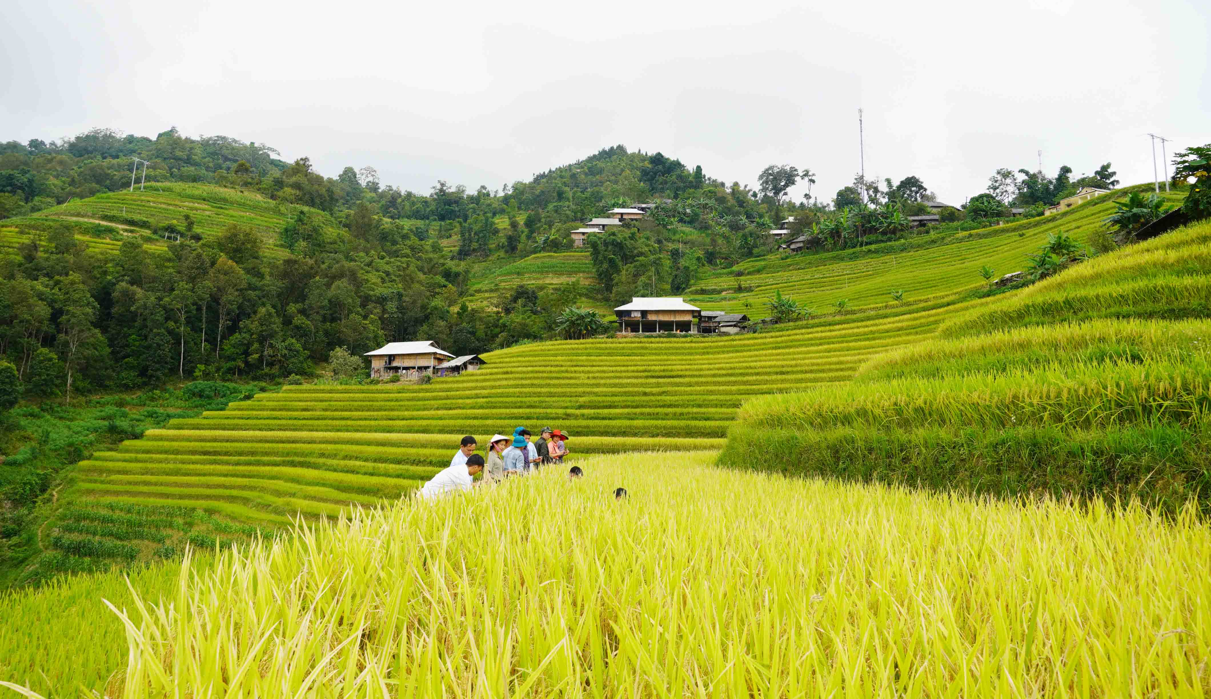 Hoàng Su Phì tập trung thu hoạch lúa vụ mùa triển khai sản xuất vụ đông