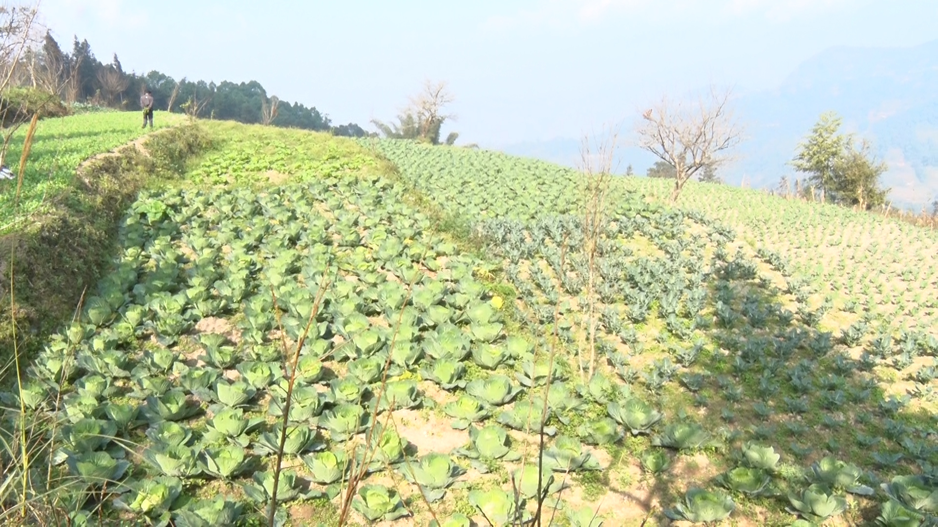 Nâng cao thu nhập từ trồng rau an toàn ở xã Thàng Tín