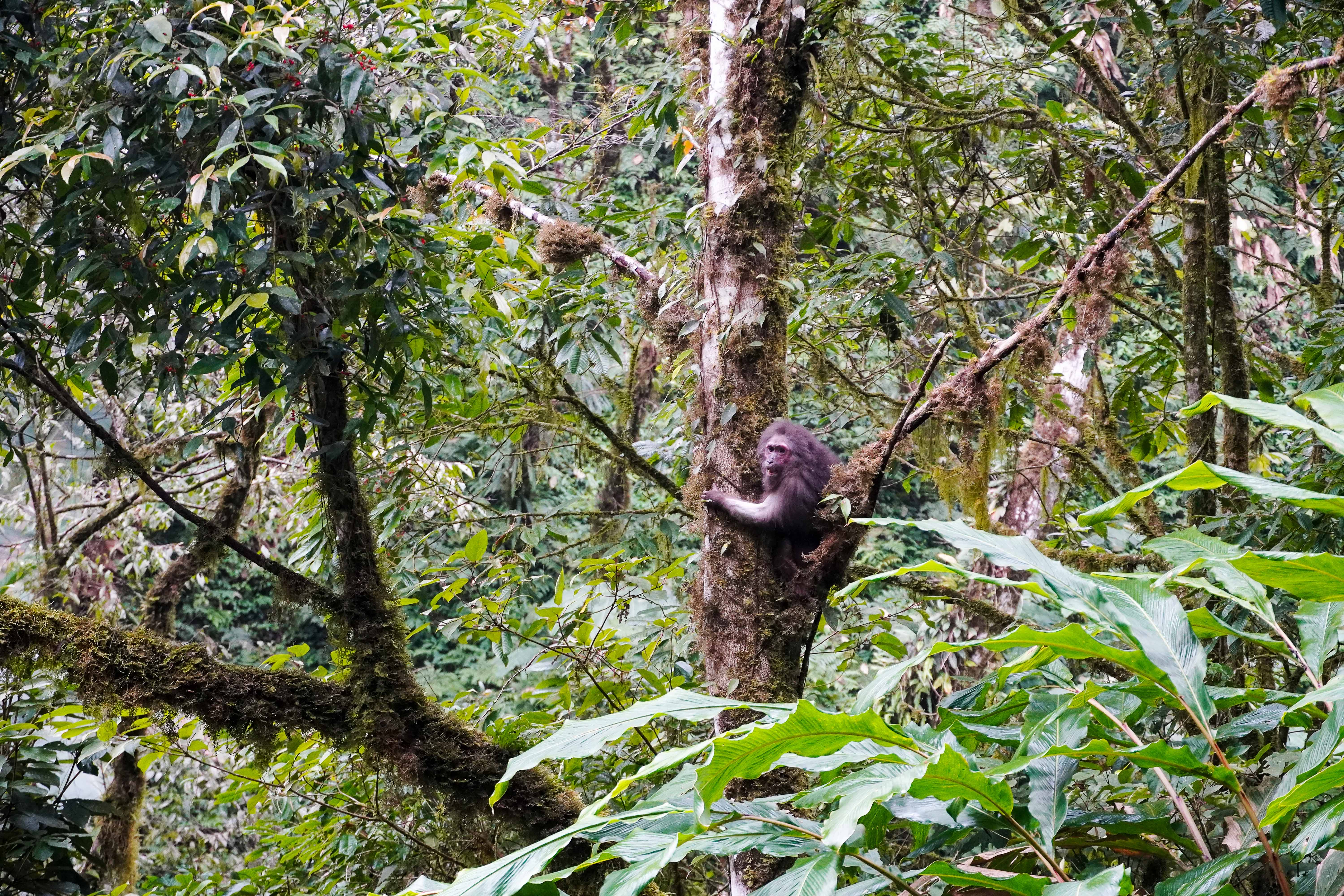 Hạt Kiểm lâm huyện Hoàng Su Phì thả một cá thể khỉ mặt đỏ quý hiếm trở về tự nhiên