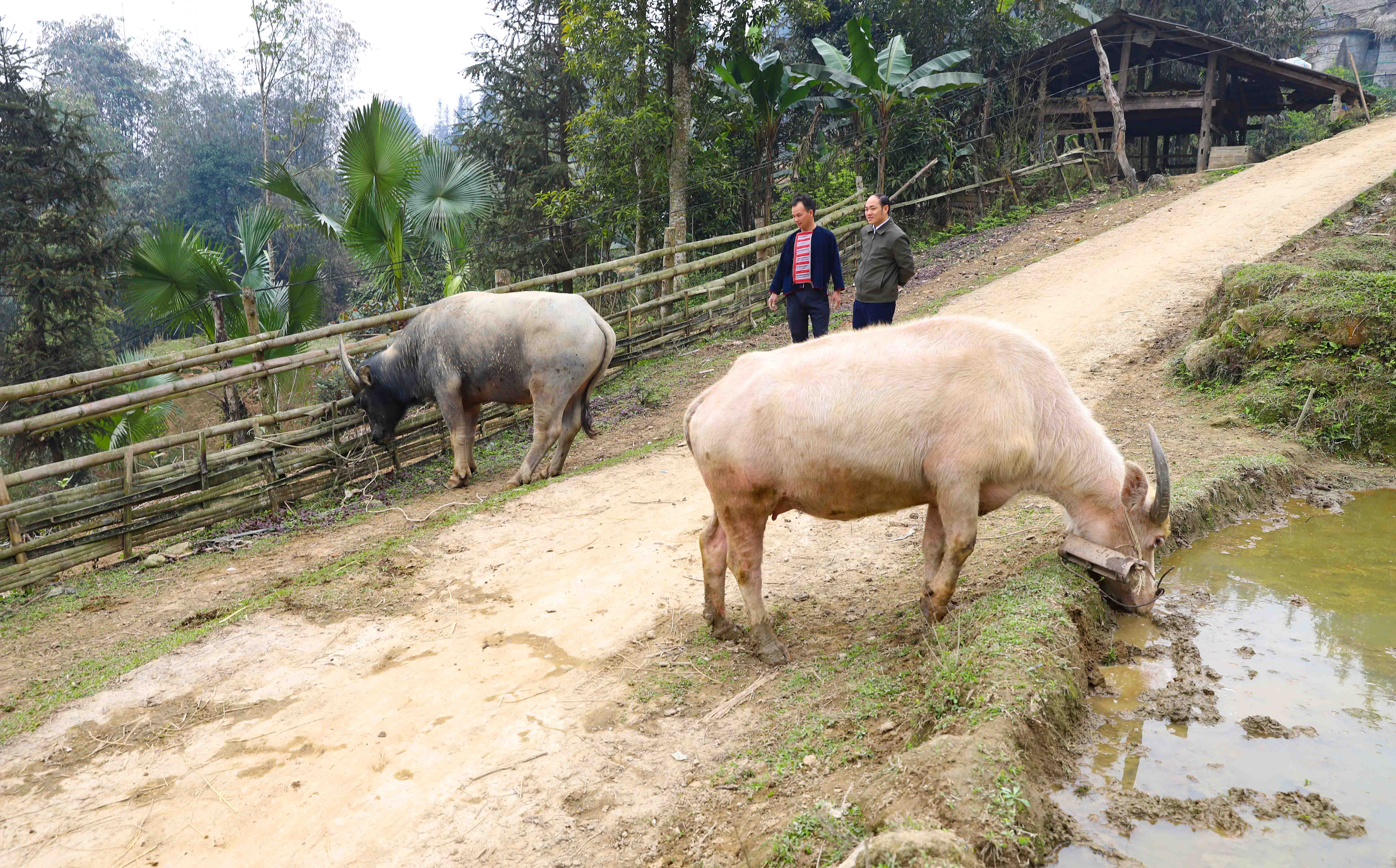 Chăn nuôi Trâu ở Hoàng Su Phì khởi sắc trở lại khi Trung Quốc mở cửa biên giới