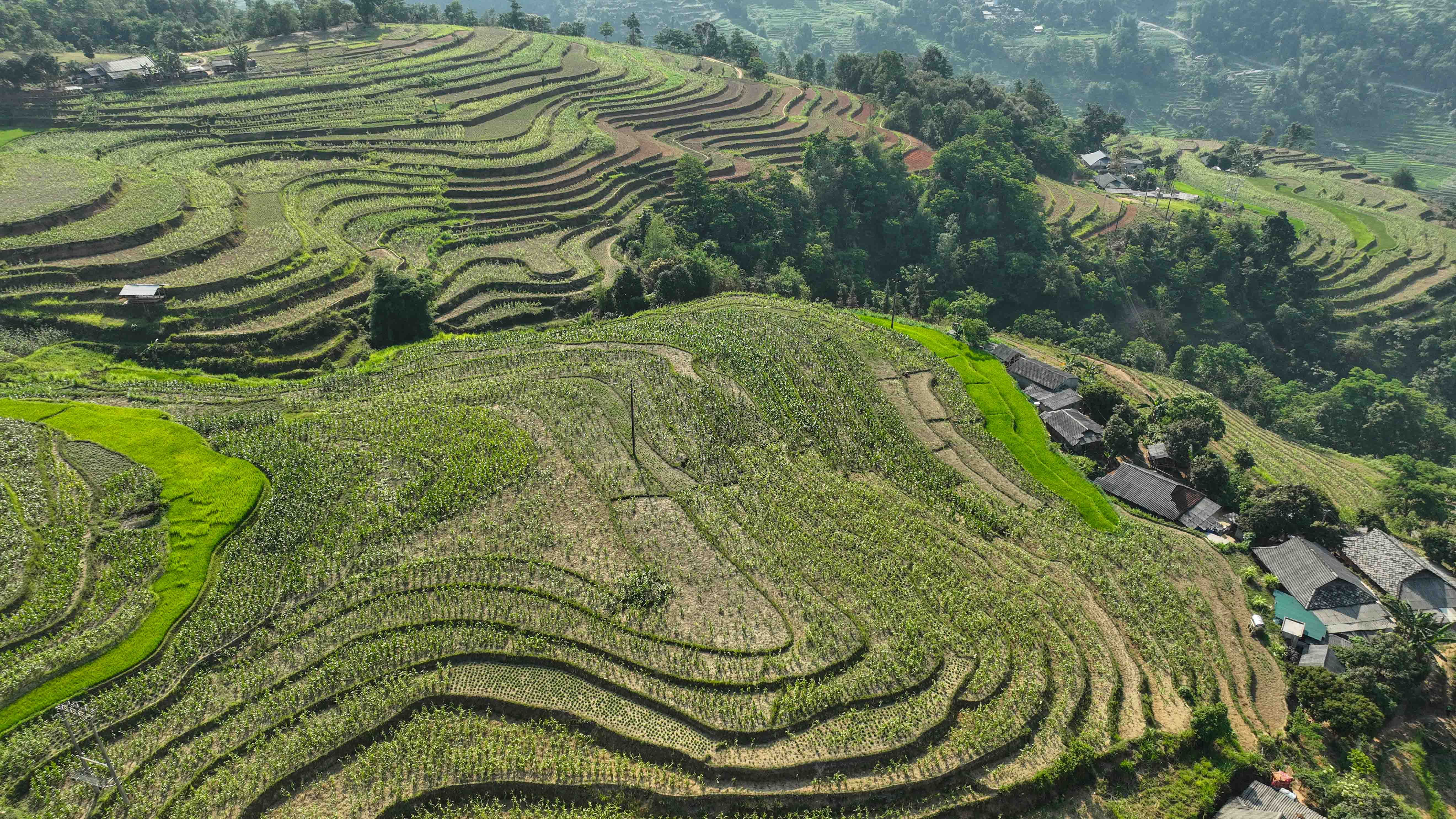 Hạn hán gây thiệt hại nặng trong sản xuất nông nghiệp tại huyện Hoàng Su Phì