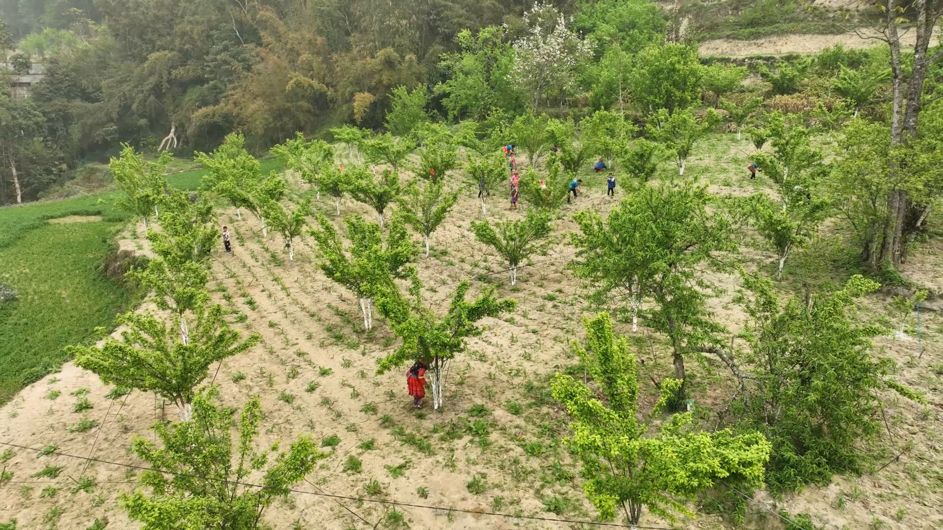 Áp dụng khoa học kỹ thuạt trồng cây ăn quả ở huyện Hoàng Su Phì